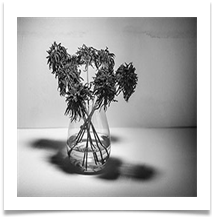 Decaying Dahlias - James Leslie